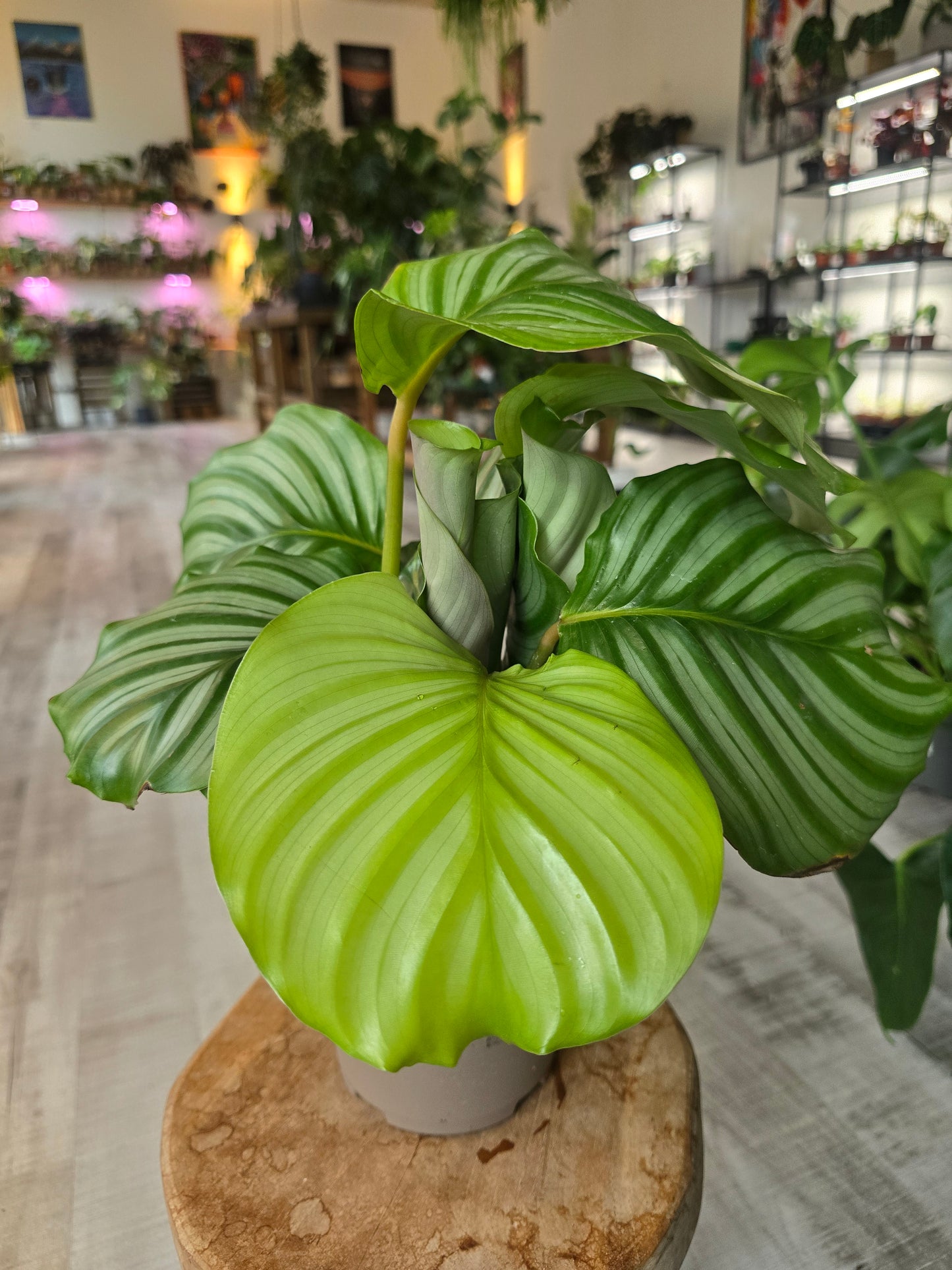 Calathea Orbifolia