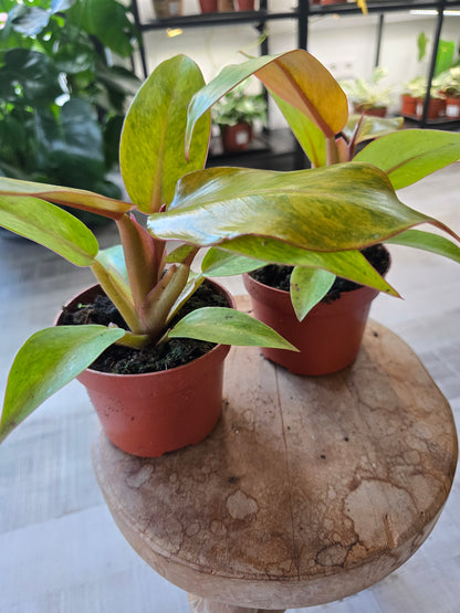 Philodendron Orange Marmalade