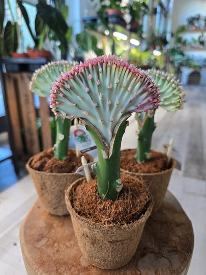 Euphorbia lactea