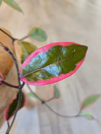 Hoya carnosa 'Flamingo Dream'