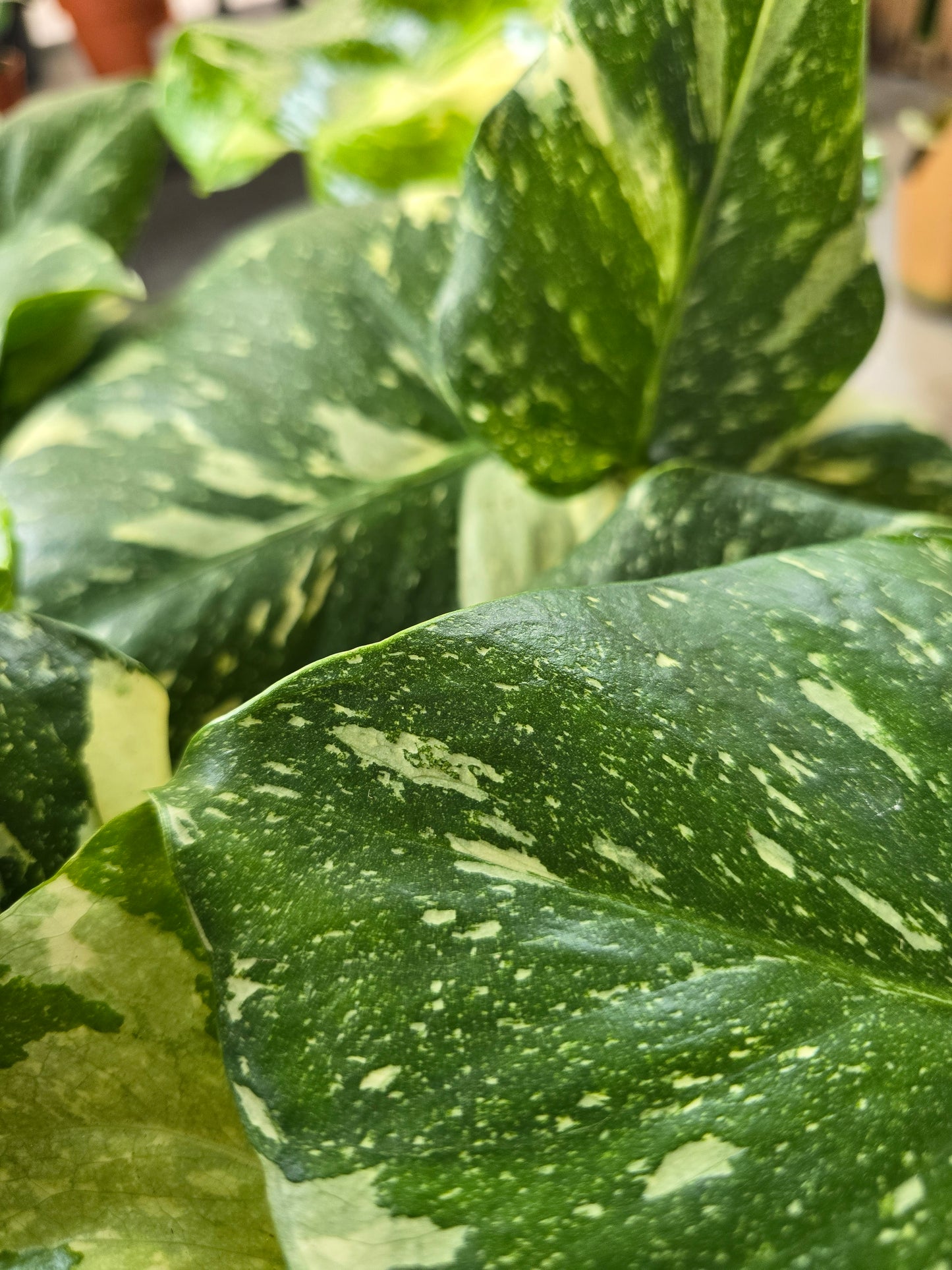 Monstera Thai Constellation