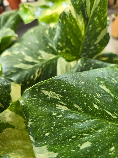 Monstera Thai Constellation