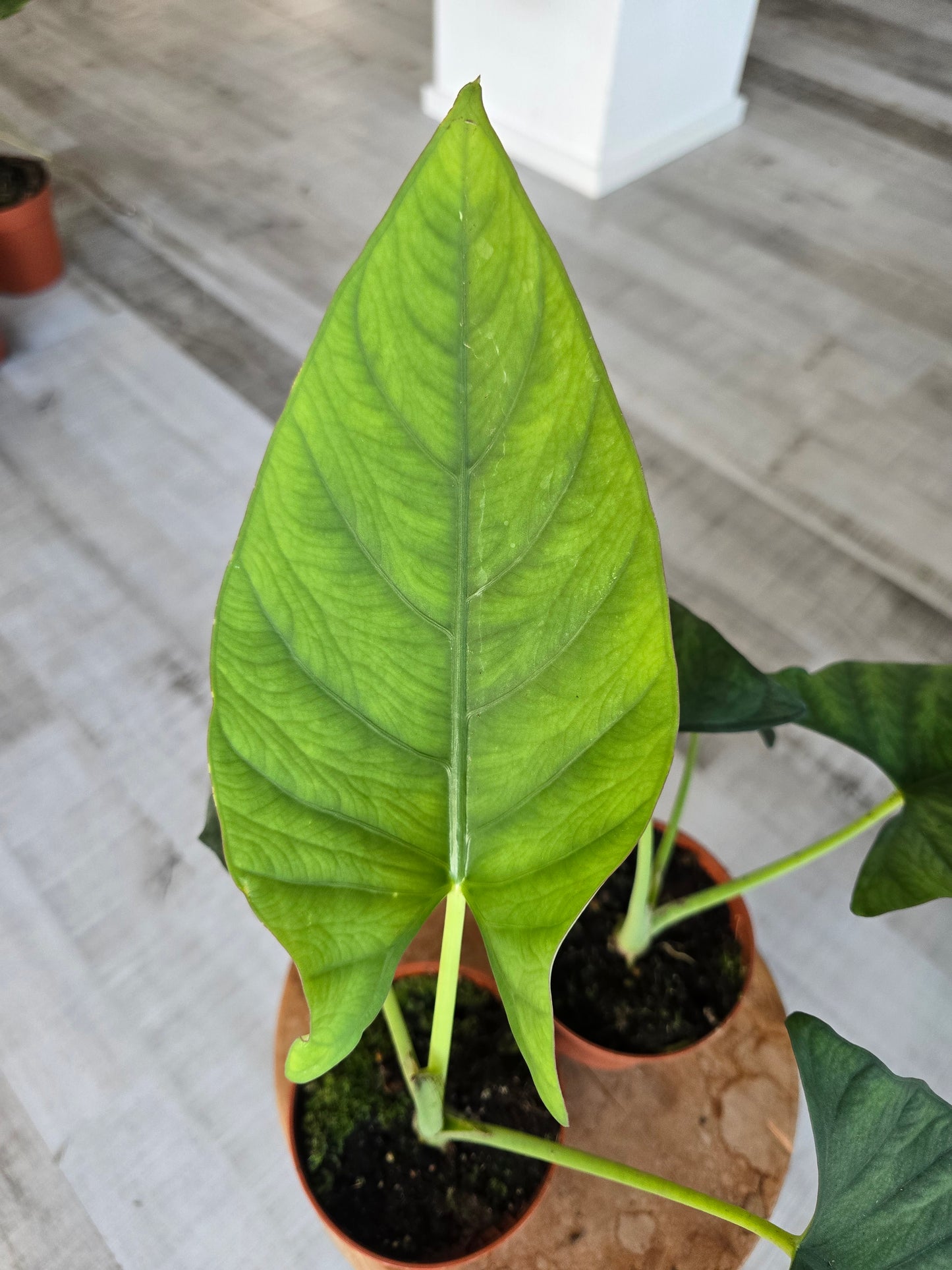 Alocasia scabriuscula