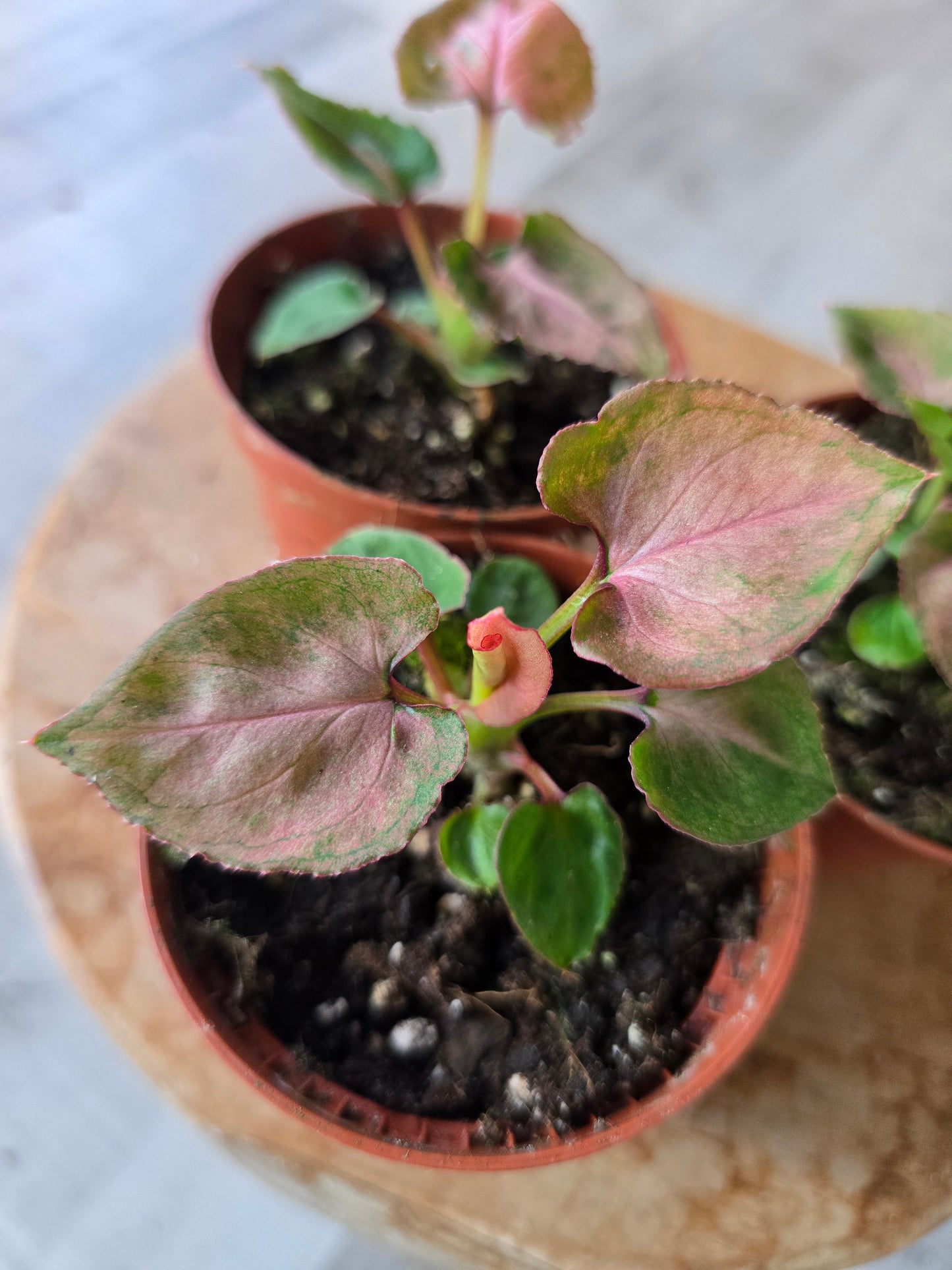 Syngonium Pink Perfection