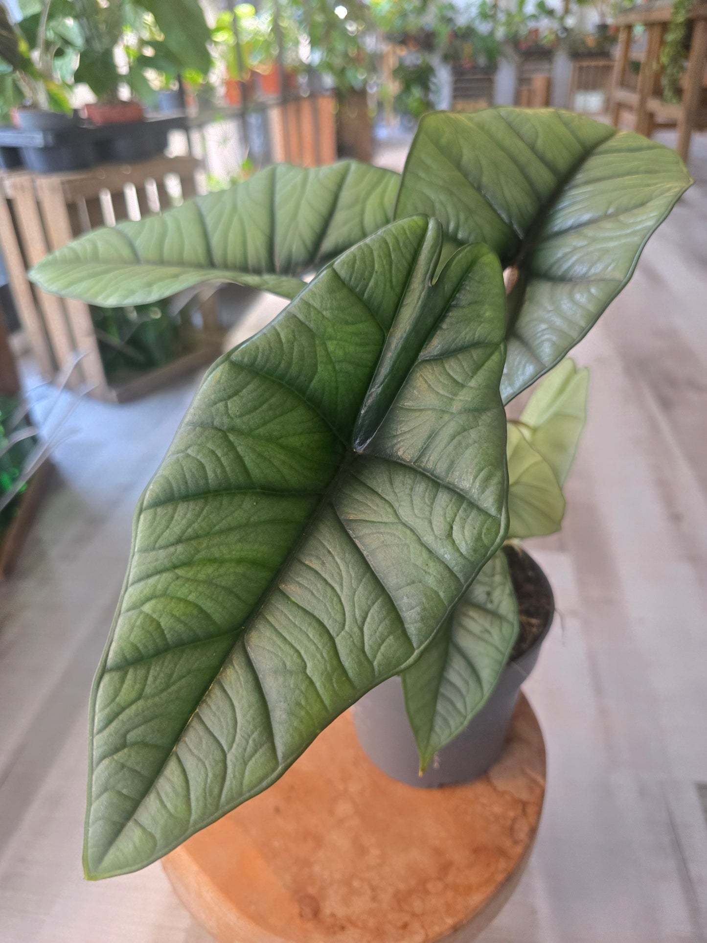 Alocasia Platinum