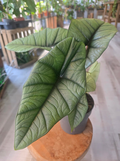Alocasia Platinum