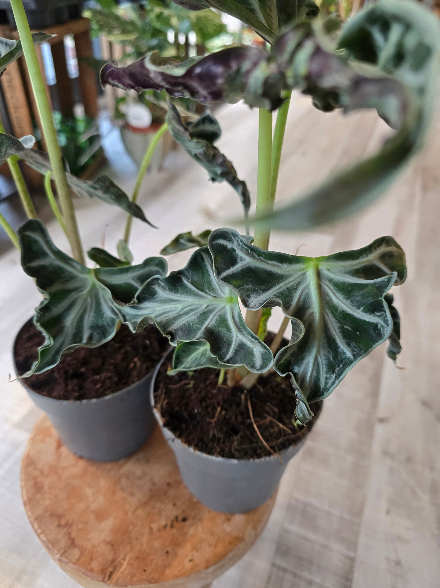 Alocasia 'Loco'