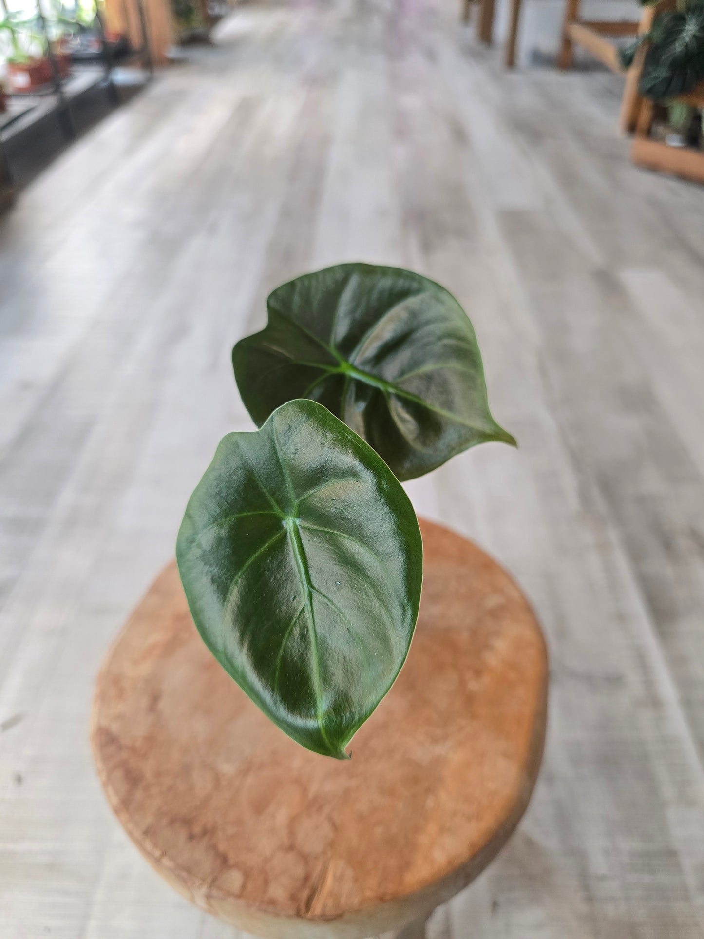 Alocasia Golden Bone (JP)