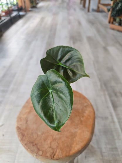 Alocasia Golden Bone (JP)