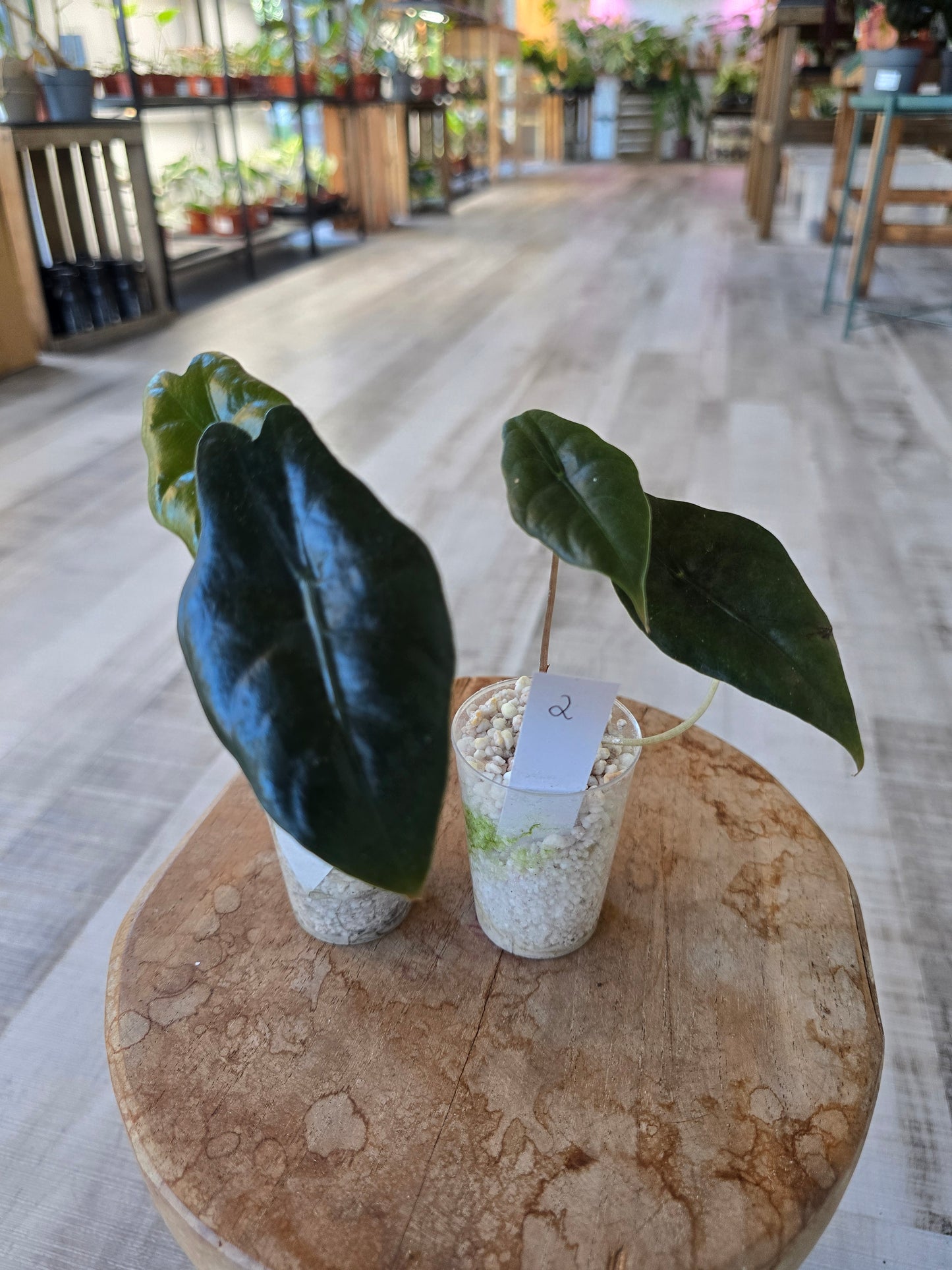 Alocasia chantrieri (JP)