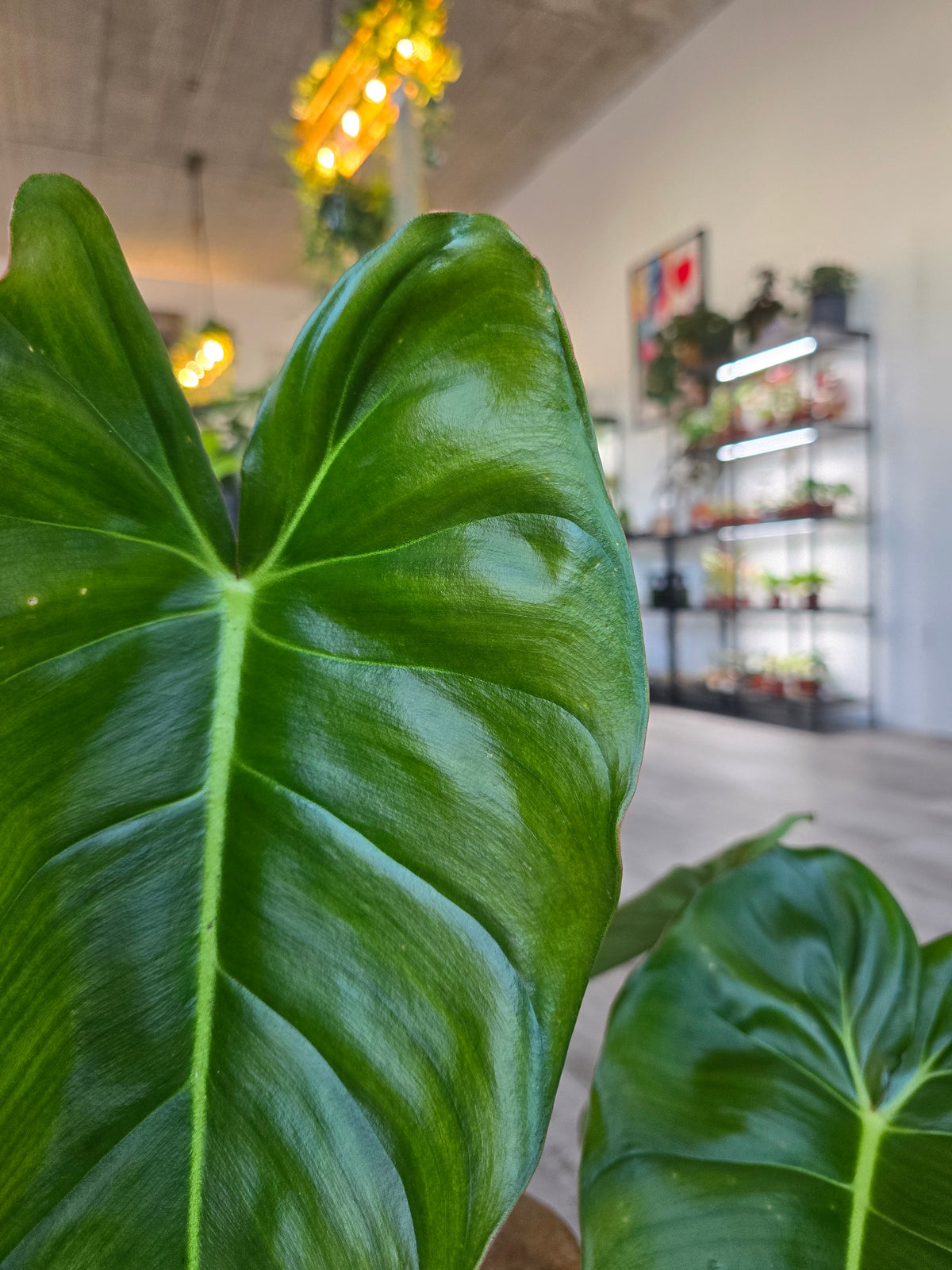 Philodendron billietiae × pastazanum
