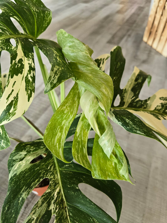 Monstera deliciosa variegata (3)