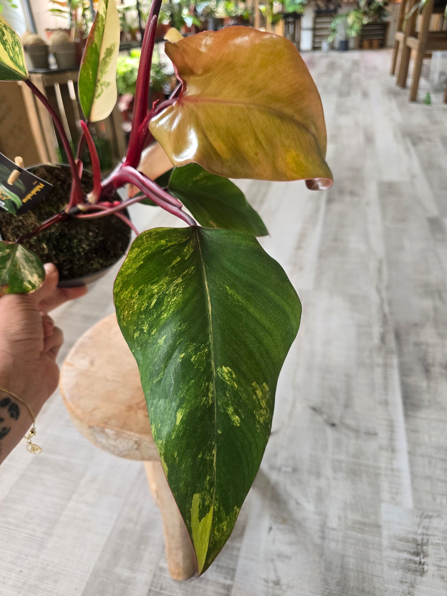 Philodendron Strawberry Shake (1)