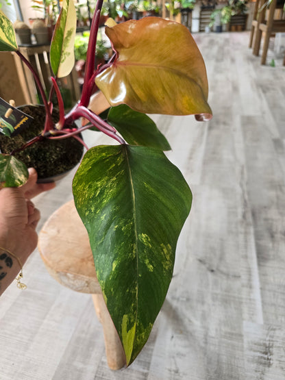 Philodendron Strawberry Shake (1)