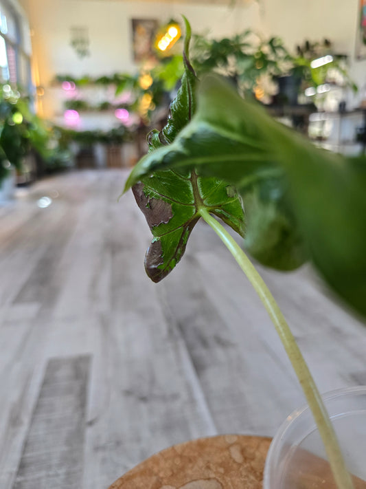 Alocasia Loco (JP)
