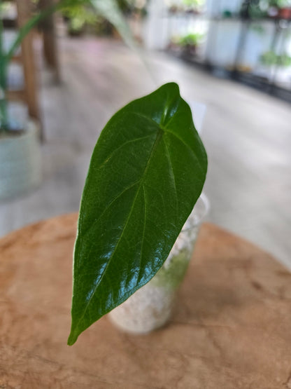 Alocasia Heterophylla (JP)