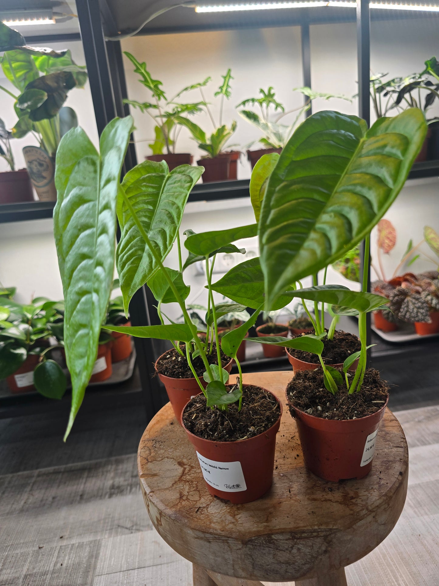 Anthurium Veitchii Narrow