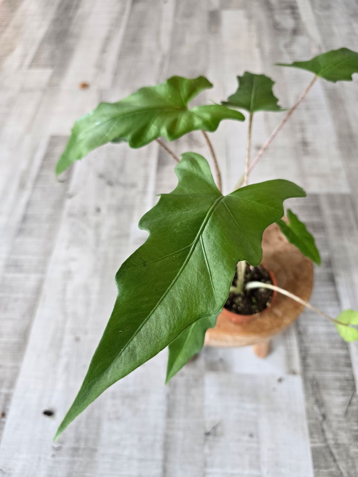 Alocasia Boa