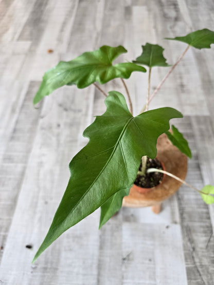 Alocasia Boa