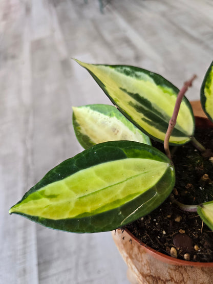 Hoya latifolia 'Pot of Gold'