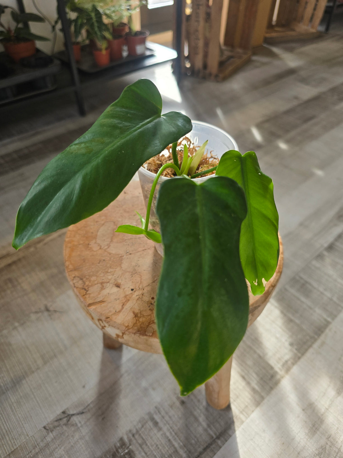 Philodendron Golden Dragon (LS 23)