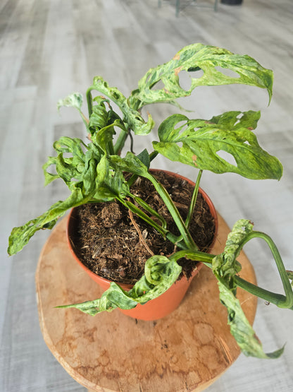 Monstera Frozen Freckles (SC4)