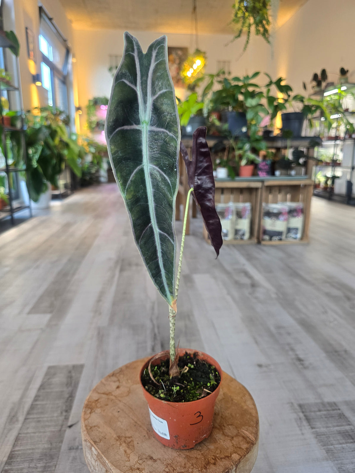 Alocasia Longiloba 'Purple'