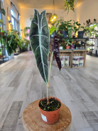 Alocasia Longiloba 'Purple'