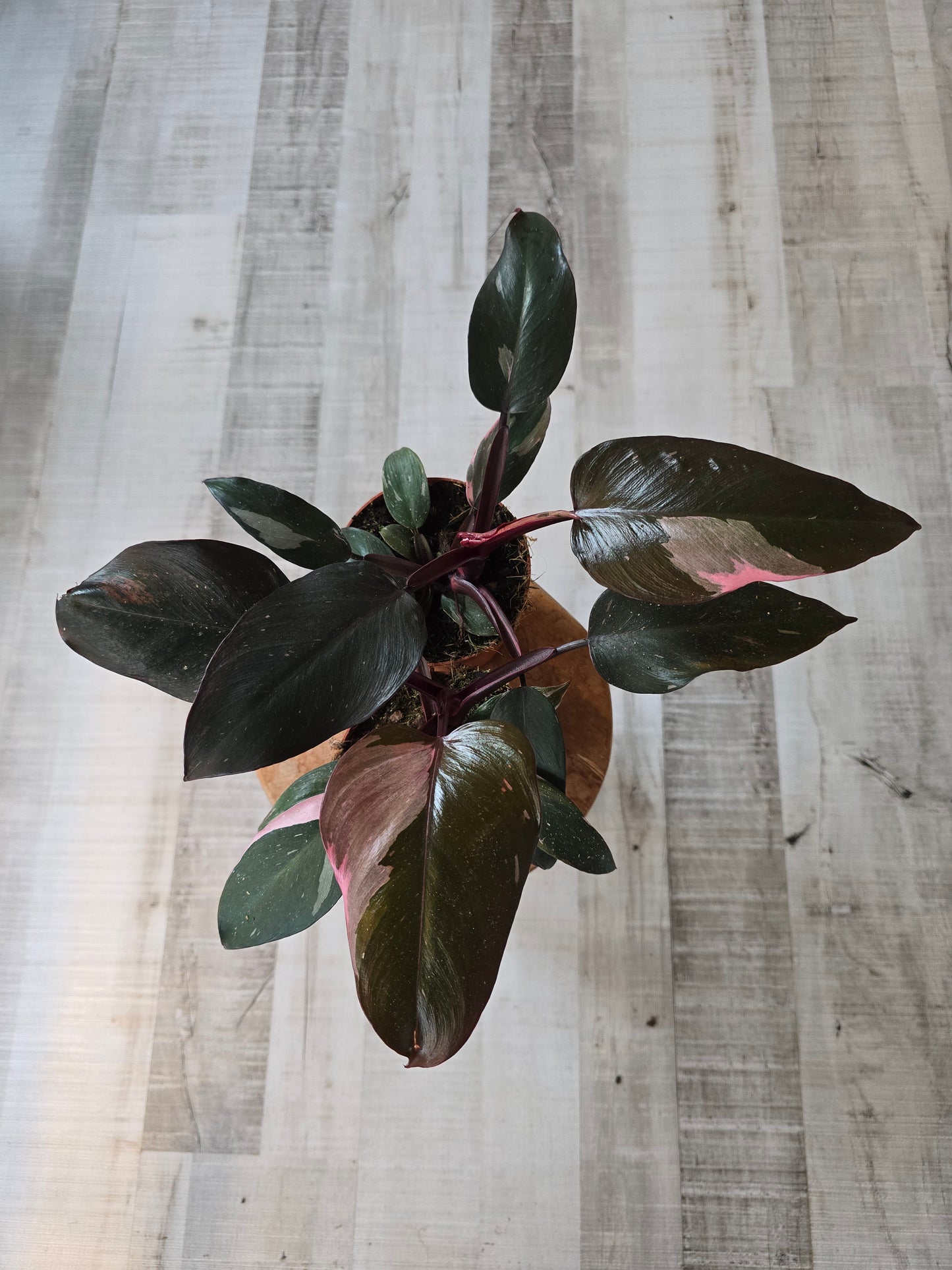 Philodendron Pink Princess