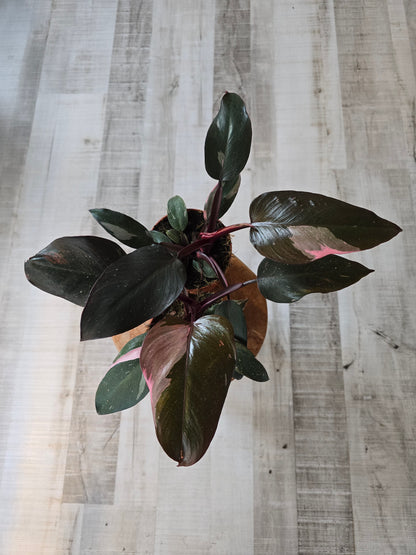Philodendron Pink Princess