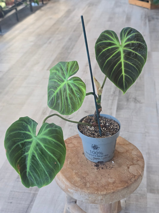 Philodendron El Choco Red (SC6)
