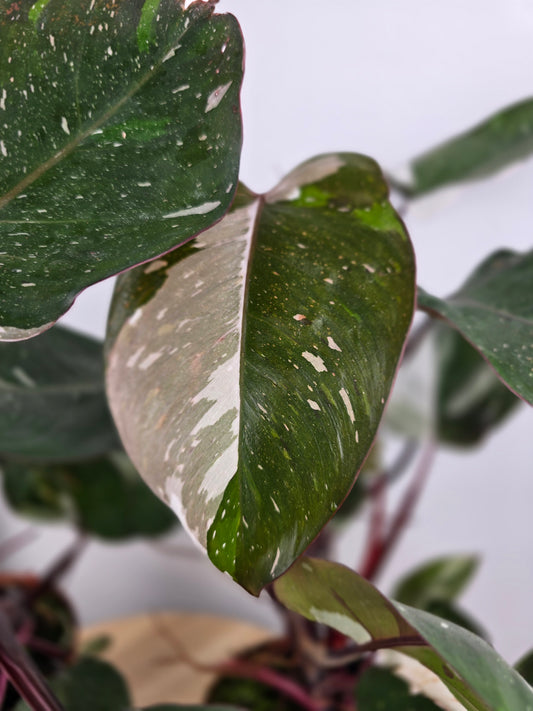 Philodendron 'Red Anderson'
