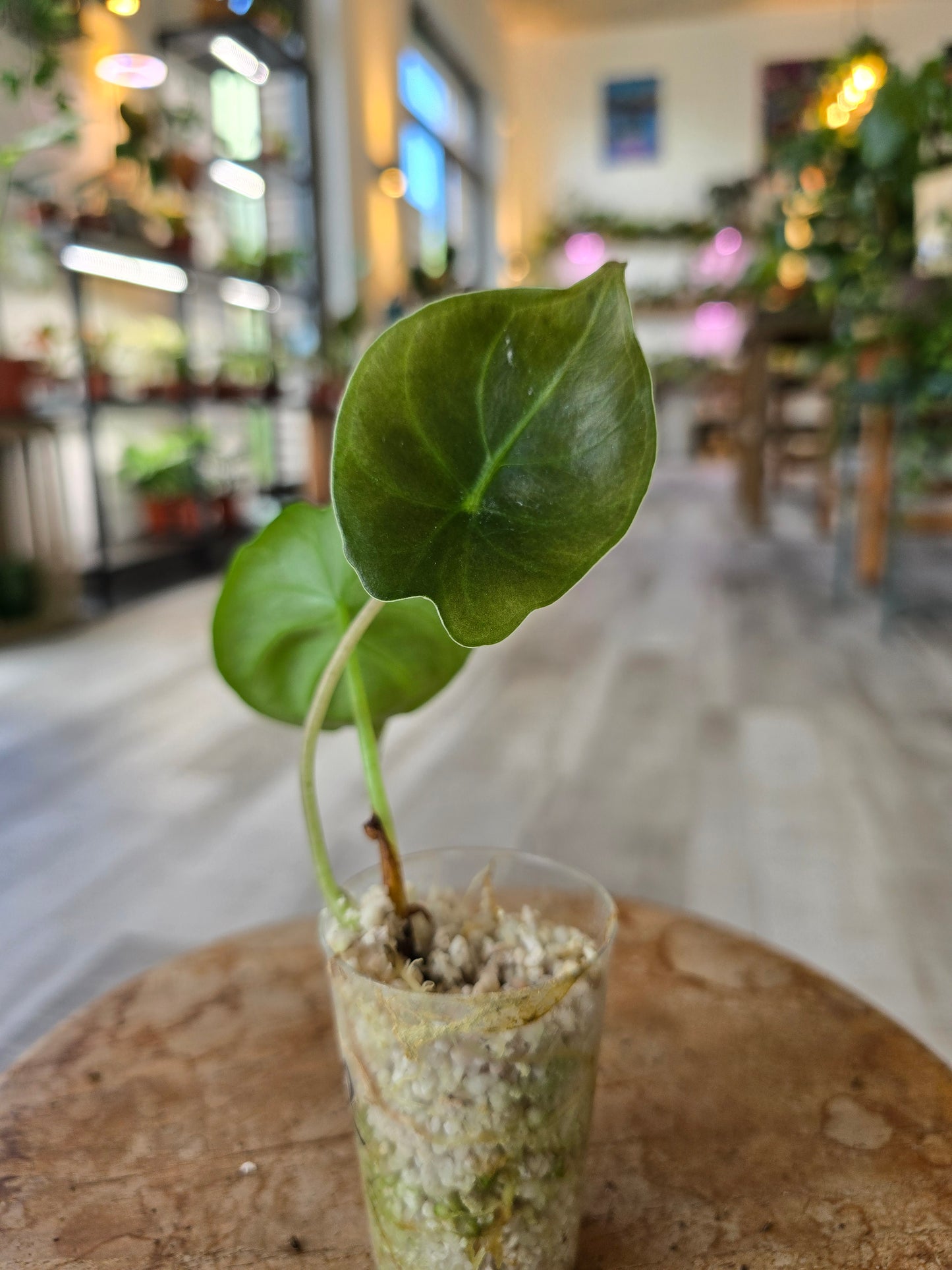 Alocasia Golden Bone (JP)