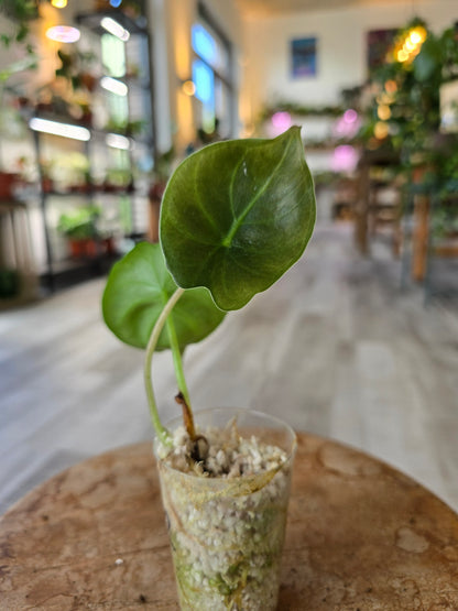Alocasia Golden Bone (JP)