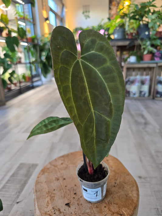 Anthurium Ace of Spades Dark Form × papillilaminum