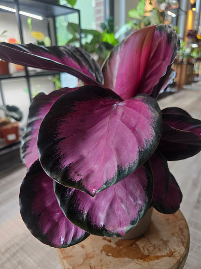 Calathea Roseopicta
