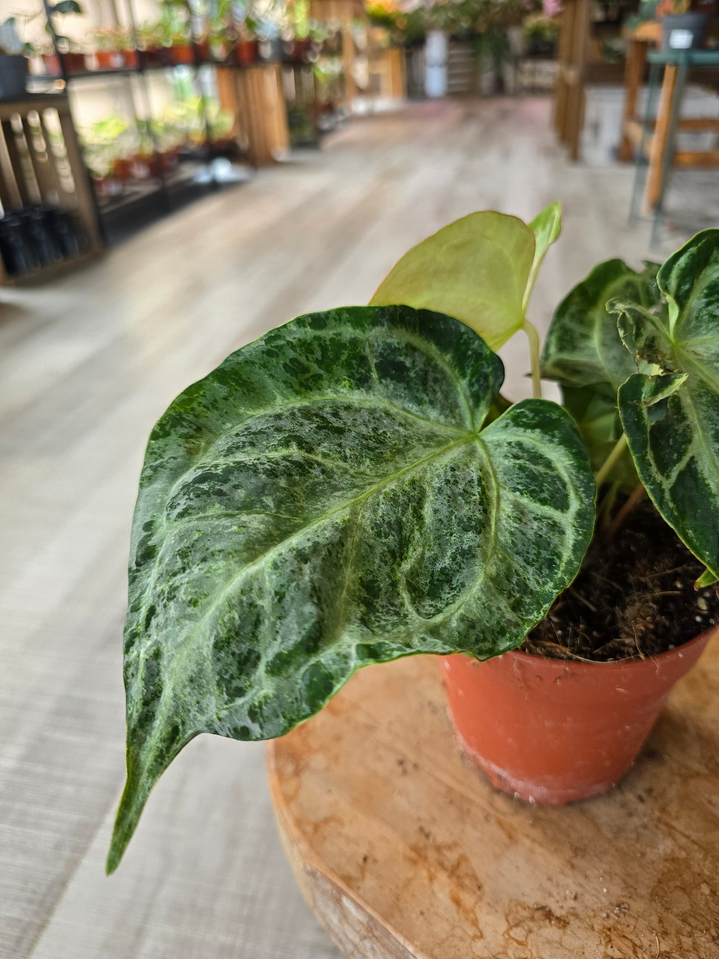 Anthurium Silver Blush Mint