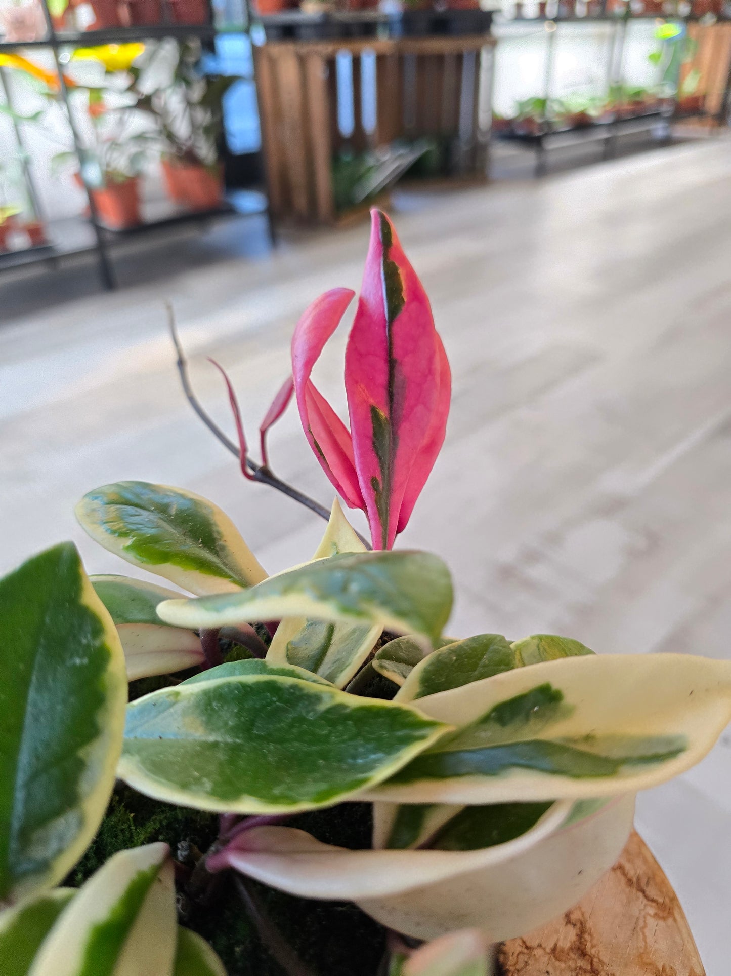 Hoya carnosa 'Flamingo Dream'