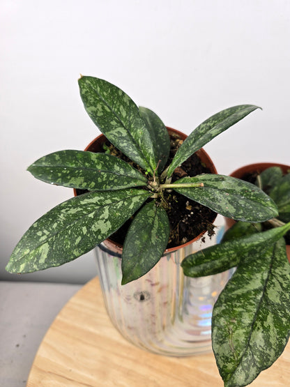 Hoya 'Crassipetiolata' Splash