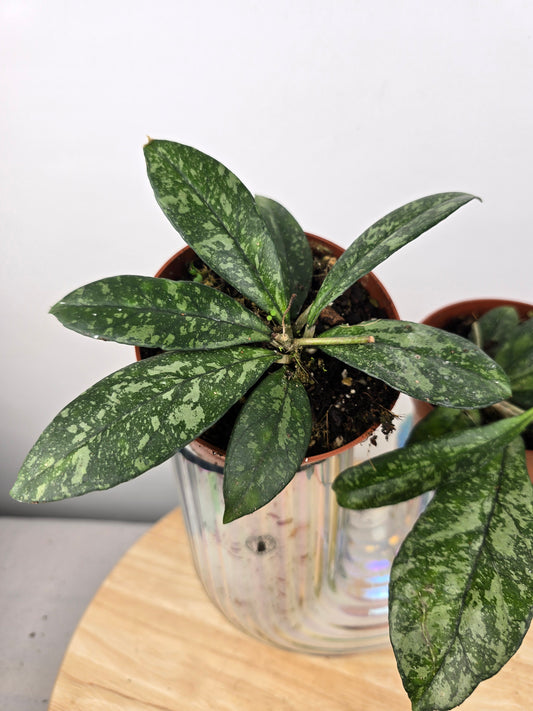 Hoya 'Crassipetiolata' Splash