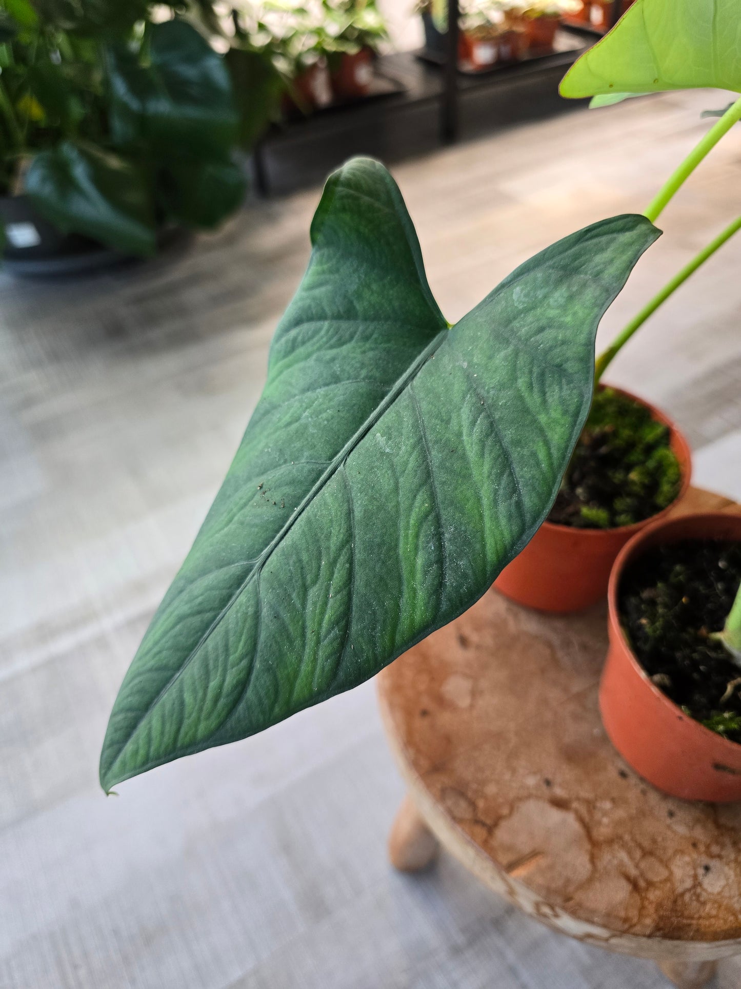Alocasia scabriuscula