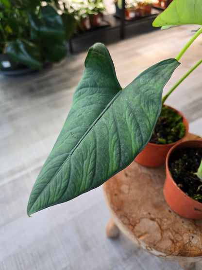 Alocasia scabriuscula