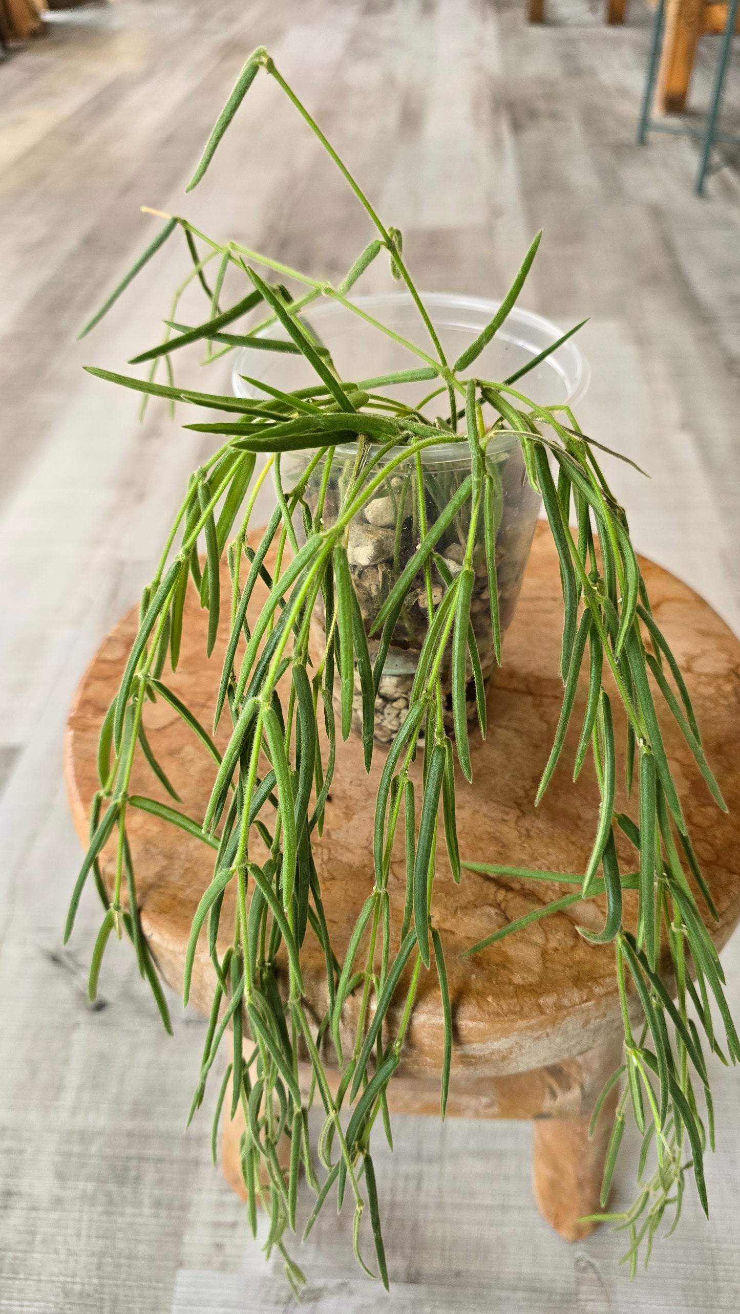 Hoya Linearis (JP)