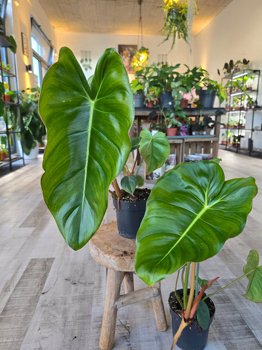 Philodendron billietiae × pastazanum