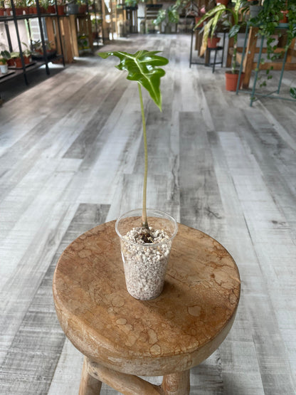Alocasia Sanderiana Nobilis