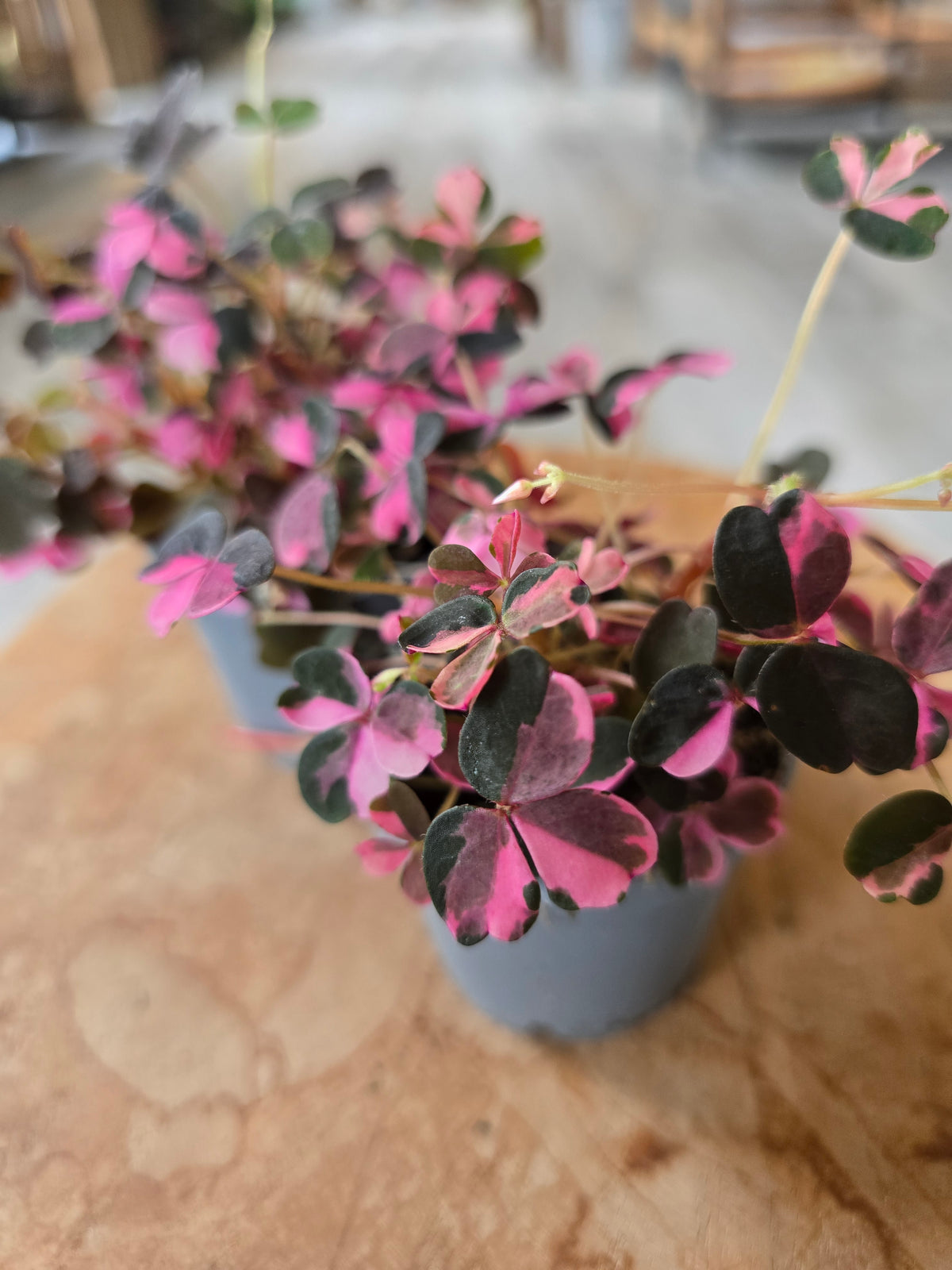 Oxalis vulcanicola 'Plum Crazy'