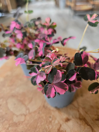 Oxalis vulcanicola 'Plum Crazy'