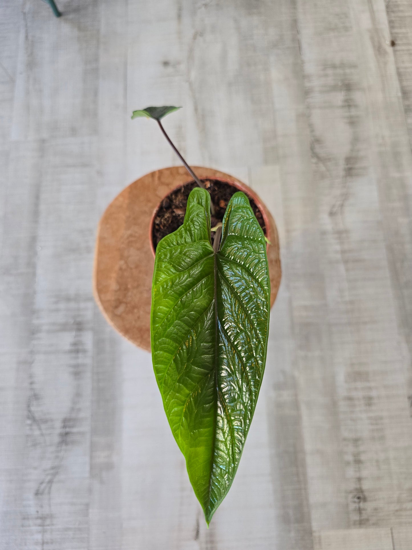 Alocasia Scalprum (SC)