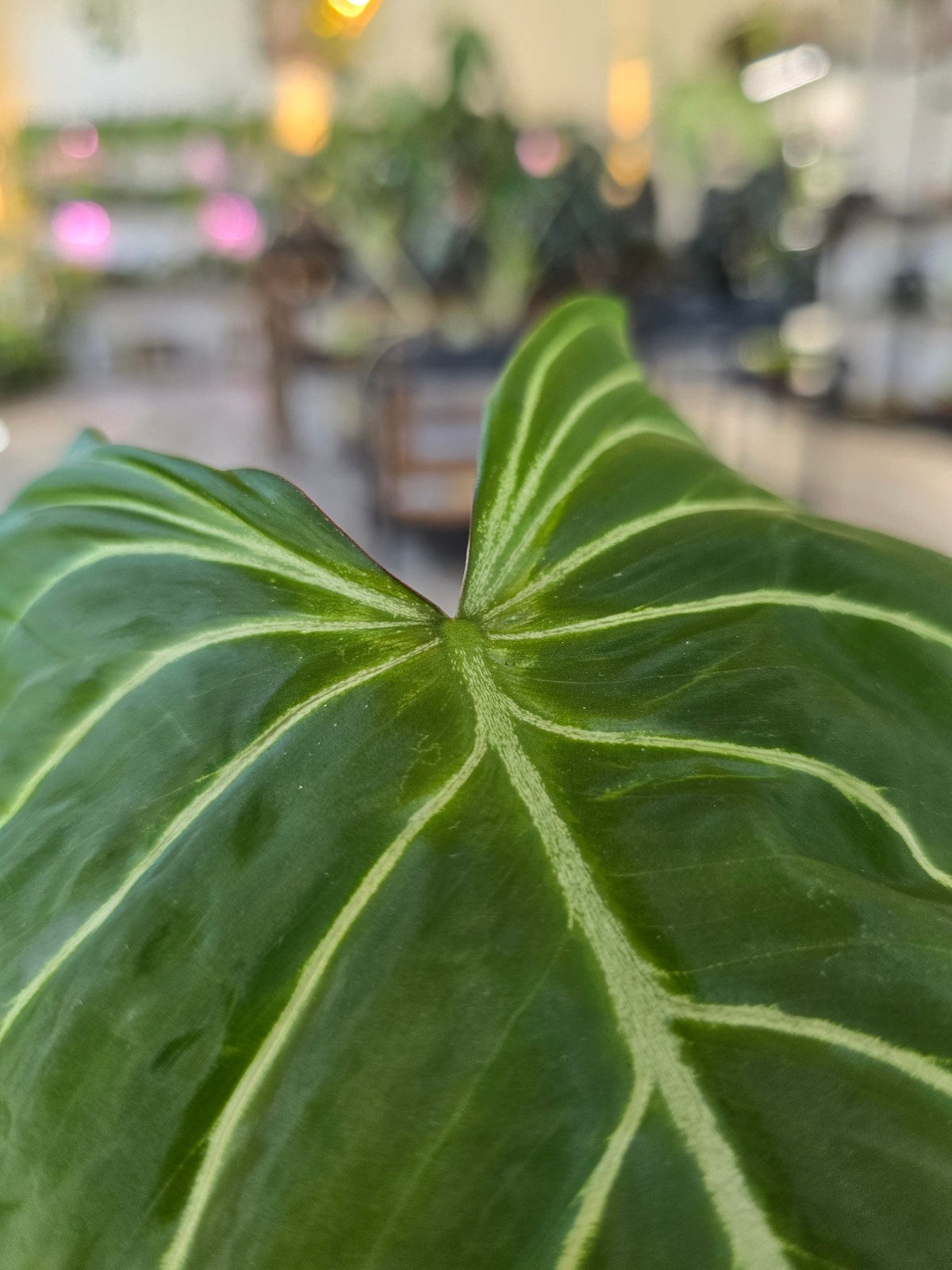 Philodendron Gloriosum Verde (JP)