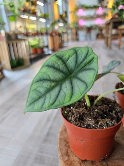 Alocasia nebula